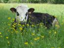 Vache normande