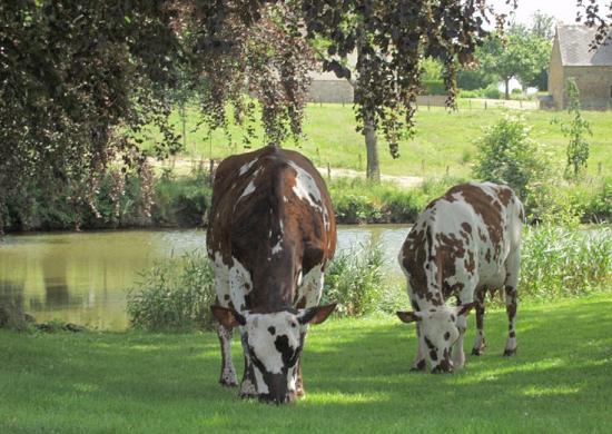 P.scenic.mare_2.jpg