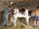 insemination1.jpg