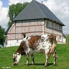 Vache Race Normande