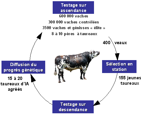 Sch�ma de selection