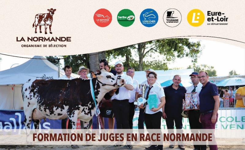 Formation de juges en race Normande