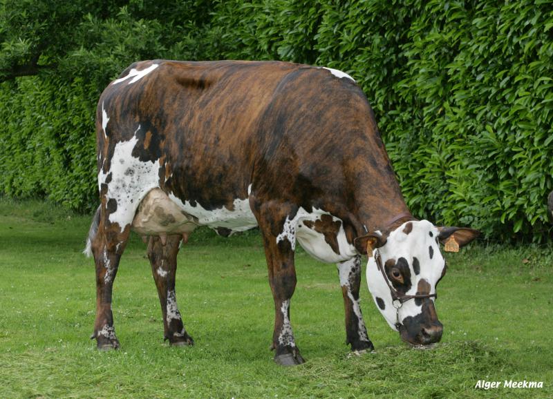 Vache Race Normande