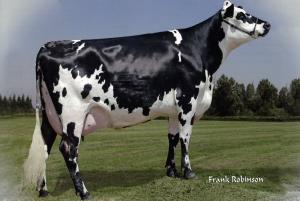 Normande_holstein.jpg Normande_holstein.jpg